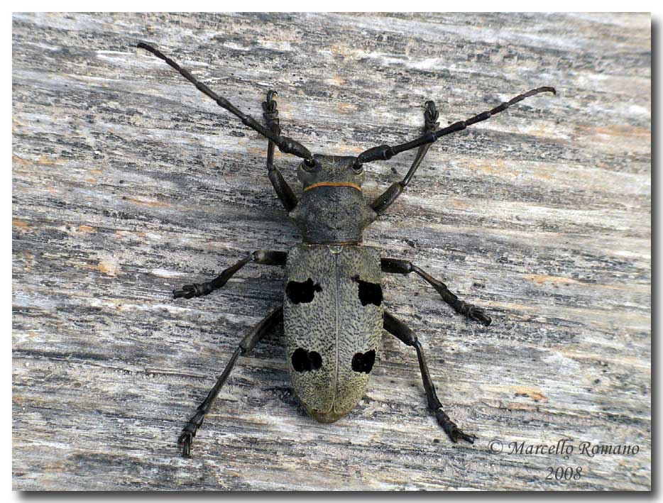 Insetti dalla Croazia: 5. Morimus asper funereus (Cerambycidae)